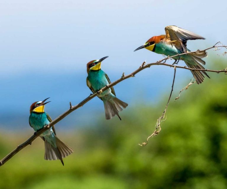 bird-watching-safari