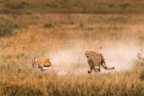 06-cheetah-gallery-6153384_uploadsmember918207yourshot-918207-6153384jpg_lj4fl6q557hvxhxfgov5is6sxxp3eflutfvvbpyjwjhzlmh4iziq_1920x1281.ngsversion.1512151952379.adapt_.1900.1 06-cheetah-gallery-6153384_uploadsmember918207yourshot-918207-6153384jpg_lj4fl6q557hvxhxfgov5is6sxxp3eflutfvvbpyjwjhzlmh4iziq_1920x1281.ngsversion.1512151952379.adapt_.1900.1