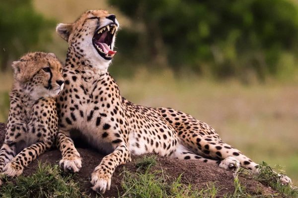12-days-tanzania-private-family-wildlife-safari-banner-3629851268 12-days-tanzania-private-family-wildlife-safari-banner-3629851268