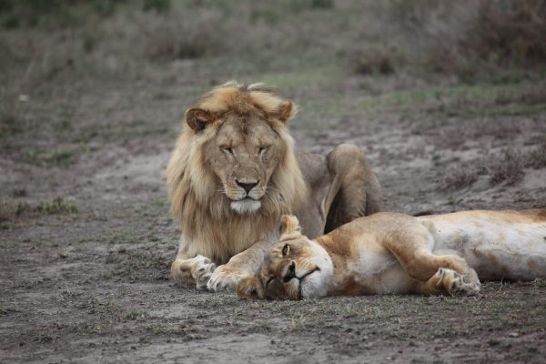3-Day-Tarangire-National-Park-Safari-7-1 3-Day-Tarangire-National-Park-Safari-7-1