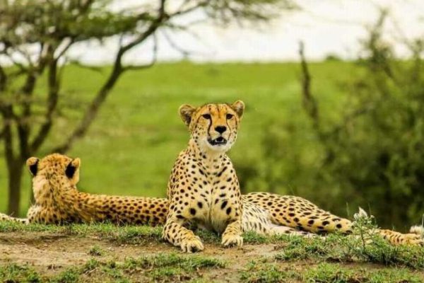 9-Days-Tanzania-Tarangire-Ngorongoro-Serengeti-Safari-1-1-1200×764 9-Days-Tanzania-Tarangire-Ngorongoro-Serengeti-Safari-1-1-1200x764