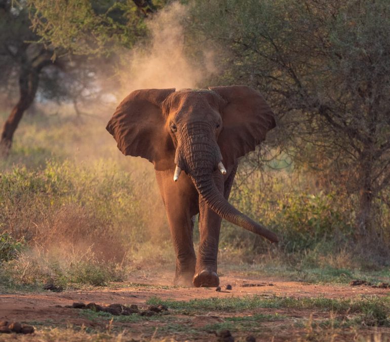 An-elephant-in-Tarangire-National-Park-Tanzania