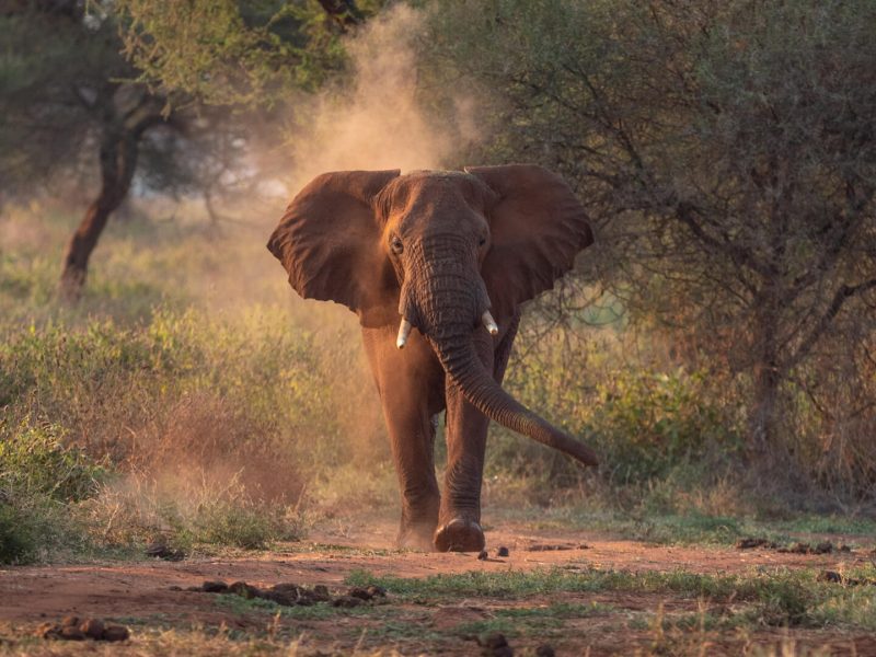 An-elephant-in-Tarangire-National-Park-Tanzania