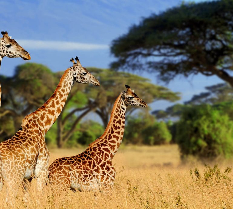 Tarangire-national-parks