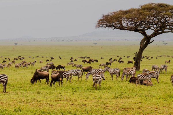 field-with-zebras-and-blue-wildebeest_192248950.ed7d5949