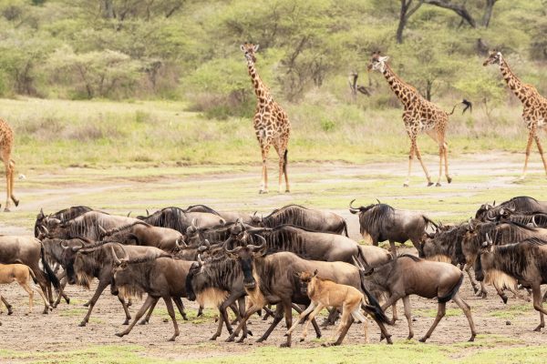 karatu-istock-1410888035