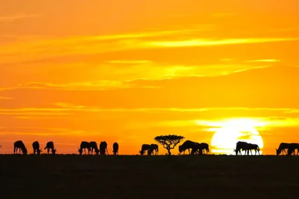 safaris_in_africa_1-1024x576