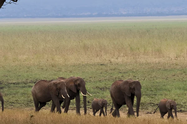 tarangire-national-park-banner